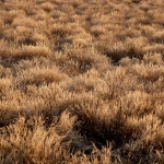 Обзор игрового автомата Wild West Gold Megaways