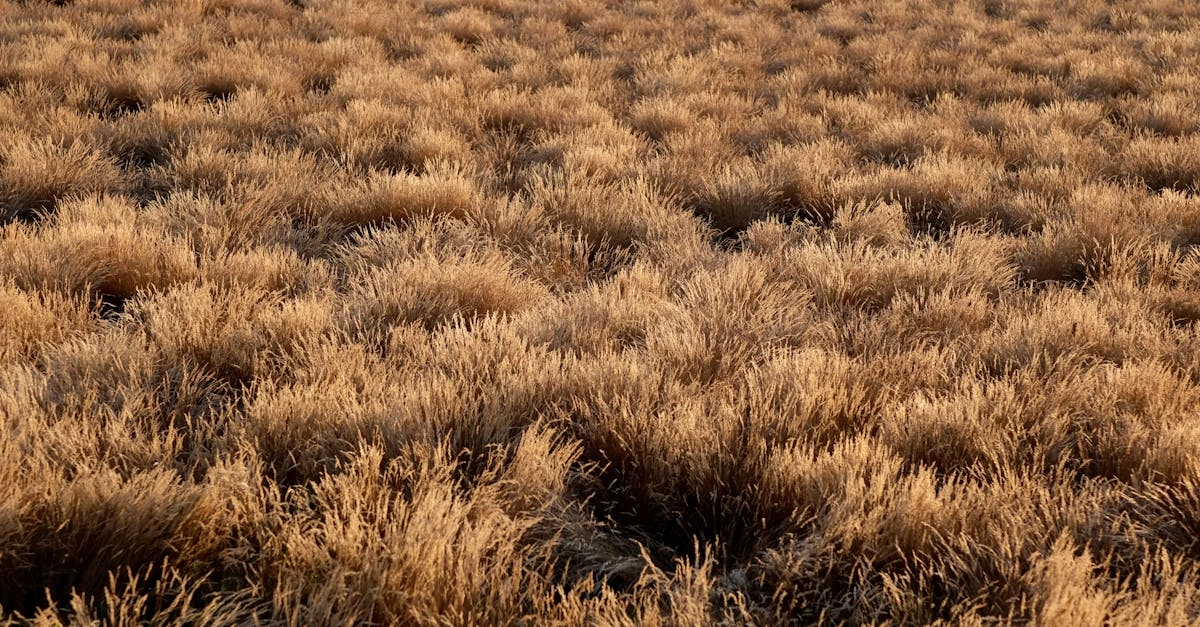 Обзор игрового автомата Wild West Gold Megaways