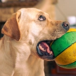 Игровой автомат The Dog House с барабанами и символами собак