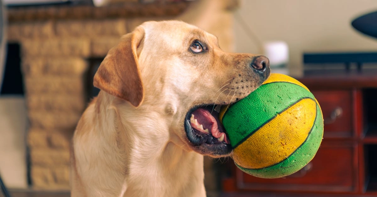 Игровой автомат The Dog House с барабанами и символами собак