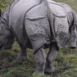 Great Rhino Deluxe слот игра - честный обзор и анализ функций